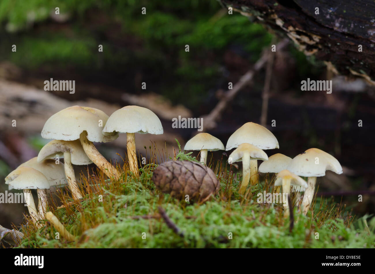 Scena autunnale di funghi e pigna in Eskdale, Lake District, Cumbria, Inghilterra Foto Stock