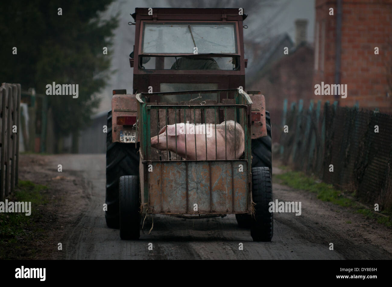 I suini trasportati in gabbia metallica carrello sulla campagna polacca, regione Mazovia Foto Stock