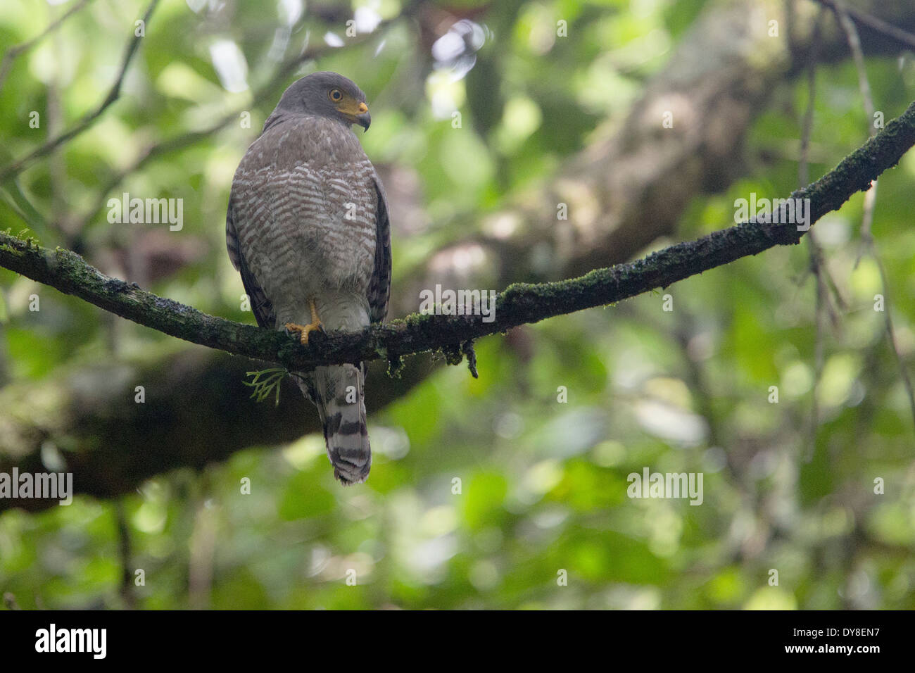 Una banchina Hawk, appollaiato su un ramo in una foresta, Colombia. Foto Stock