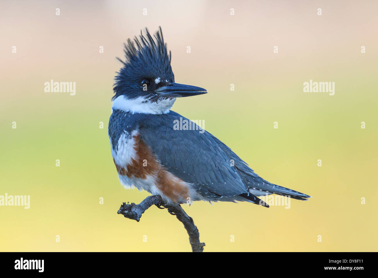 Belted Kingfisher - Megaceryle alcyon - femmina Foto Stock