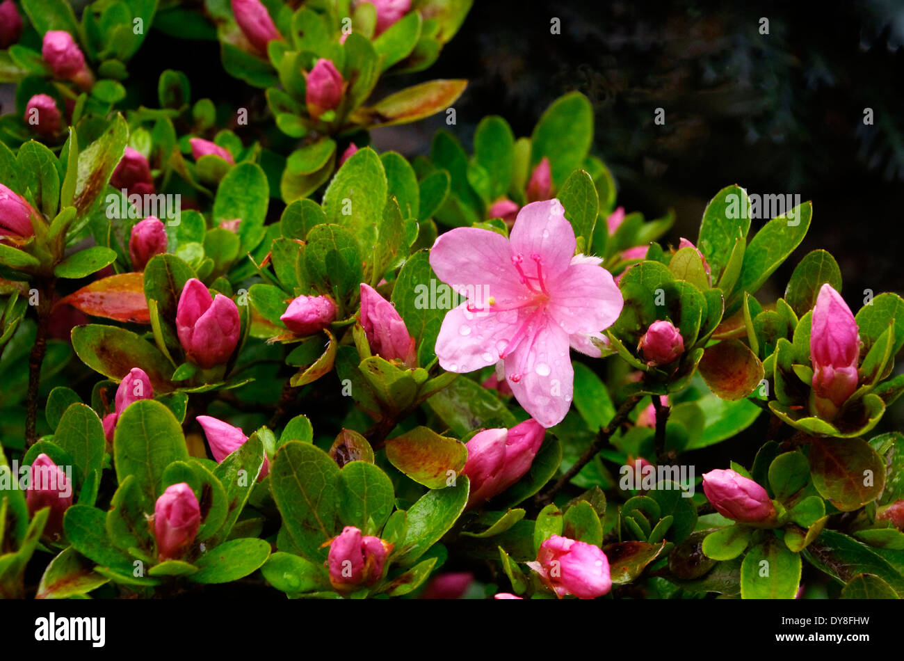 Rosa sempreverde fioritura azalee giapponesi in primavera Foto Stock