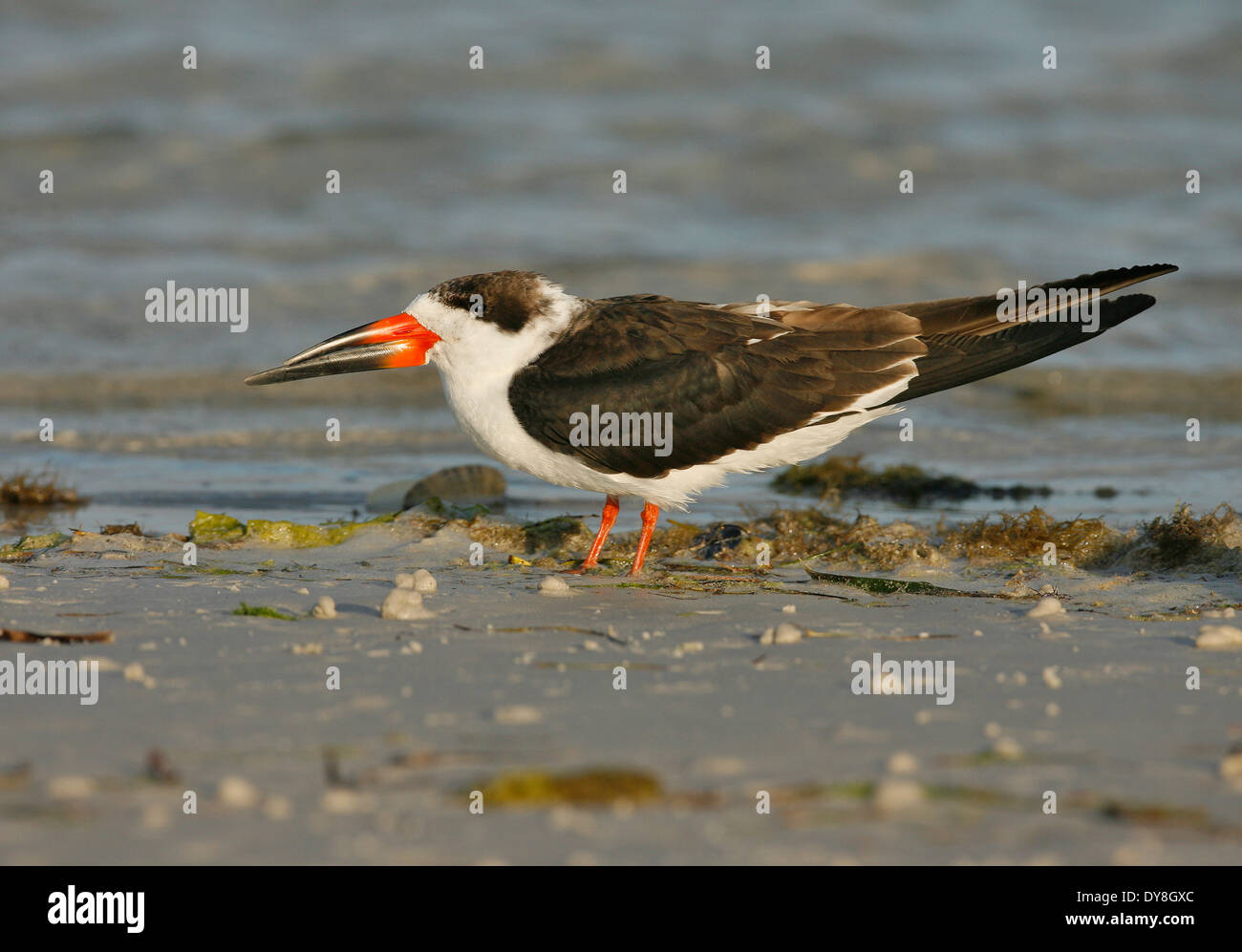 Nero - Skimmer Rynchops niger Foto Stock