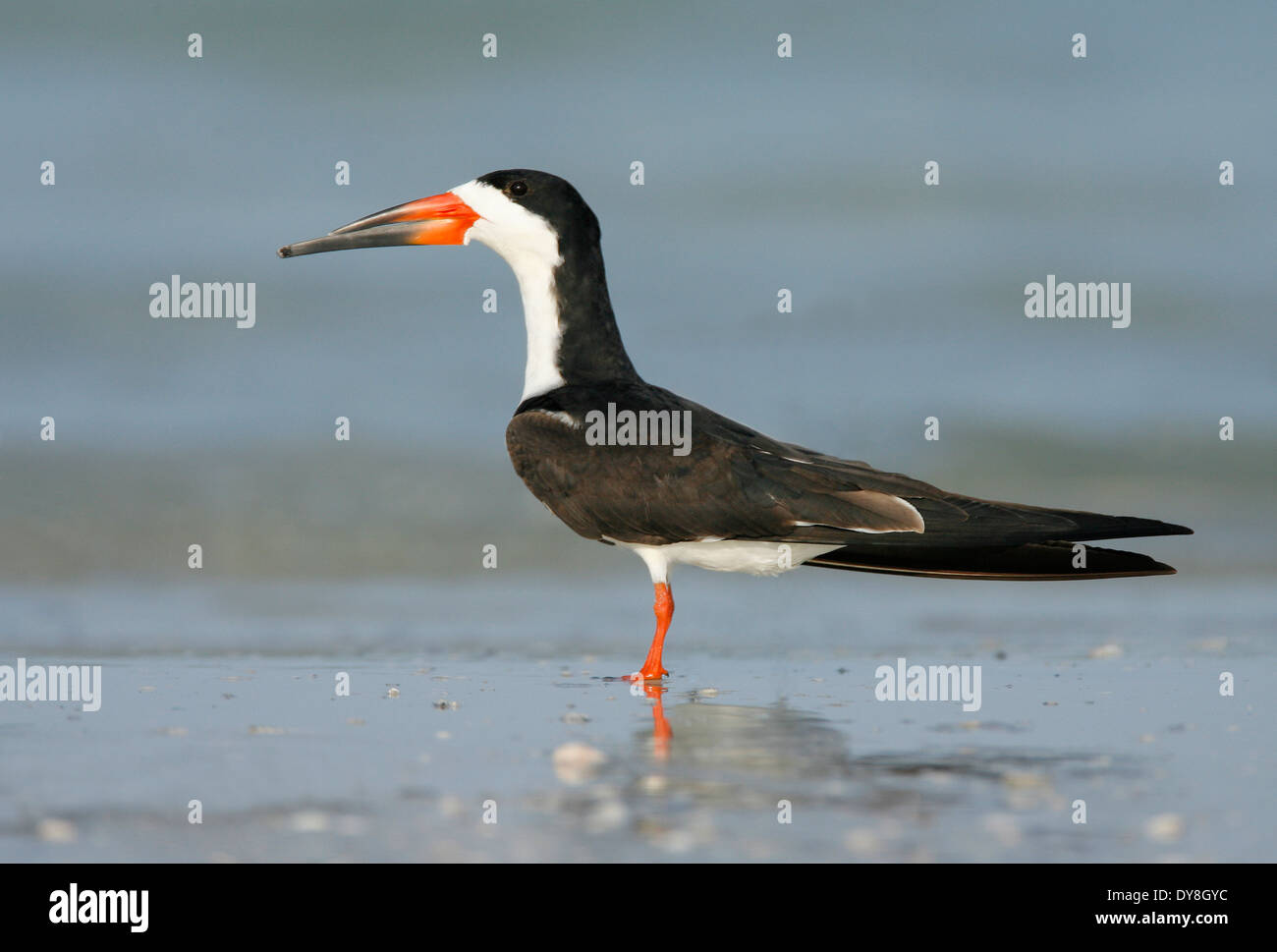 Nero - Skimmer Rynchops niger - adulti da riproduzione Foto Stock