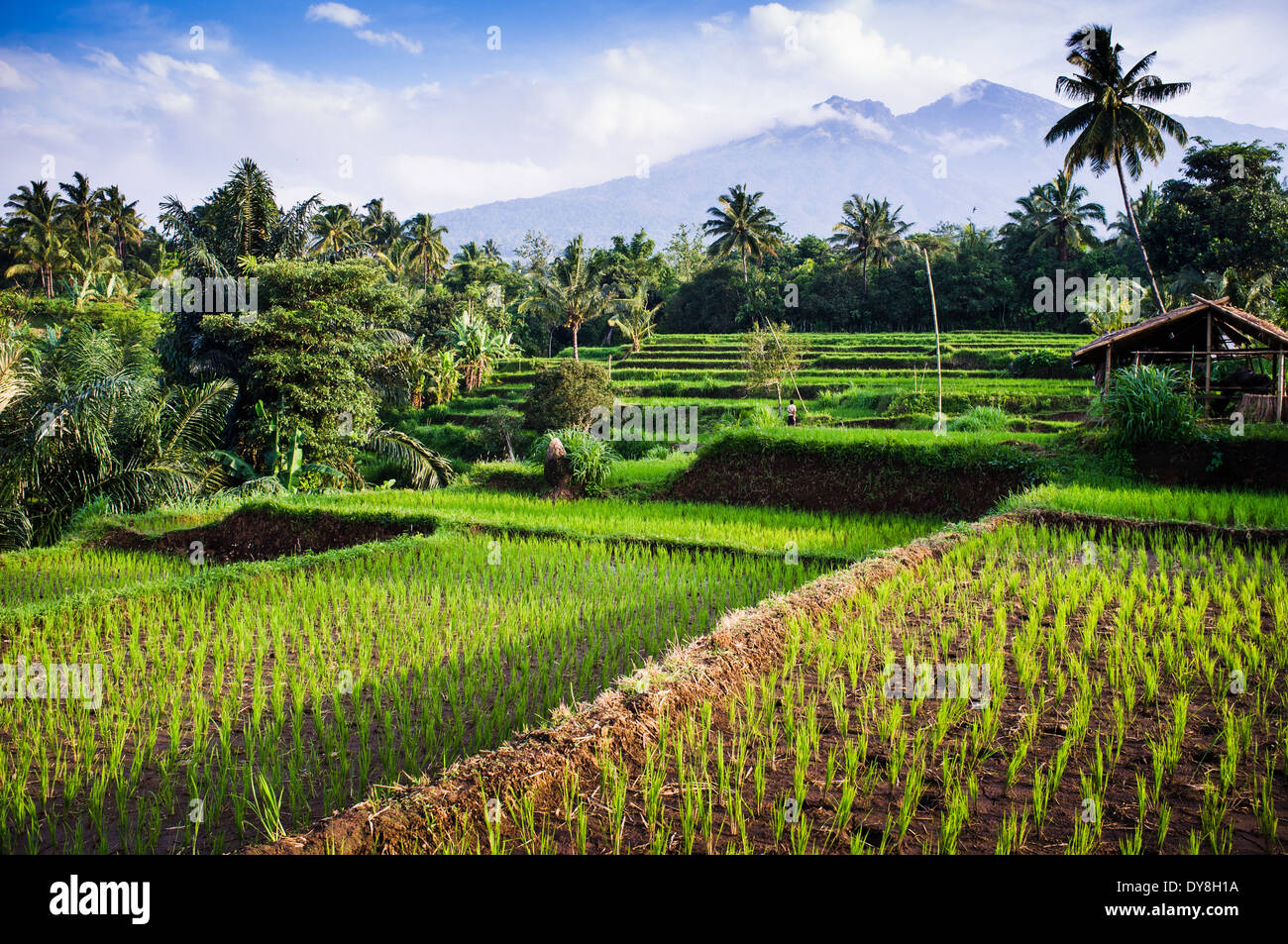 I campi di riso, sfondo Mt. Rinjani, Senaru, Lombok, Indonesia, Asia sud-orientale, Asia Foto Stock