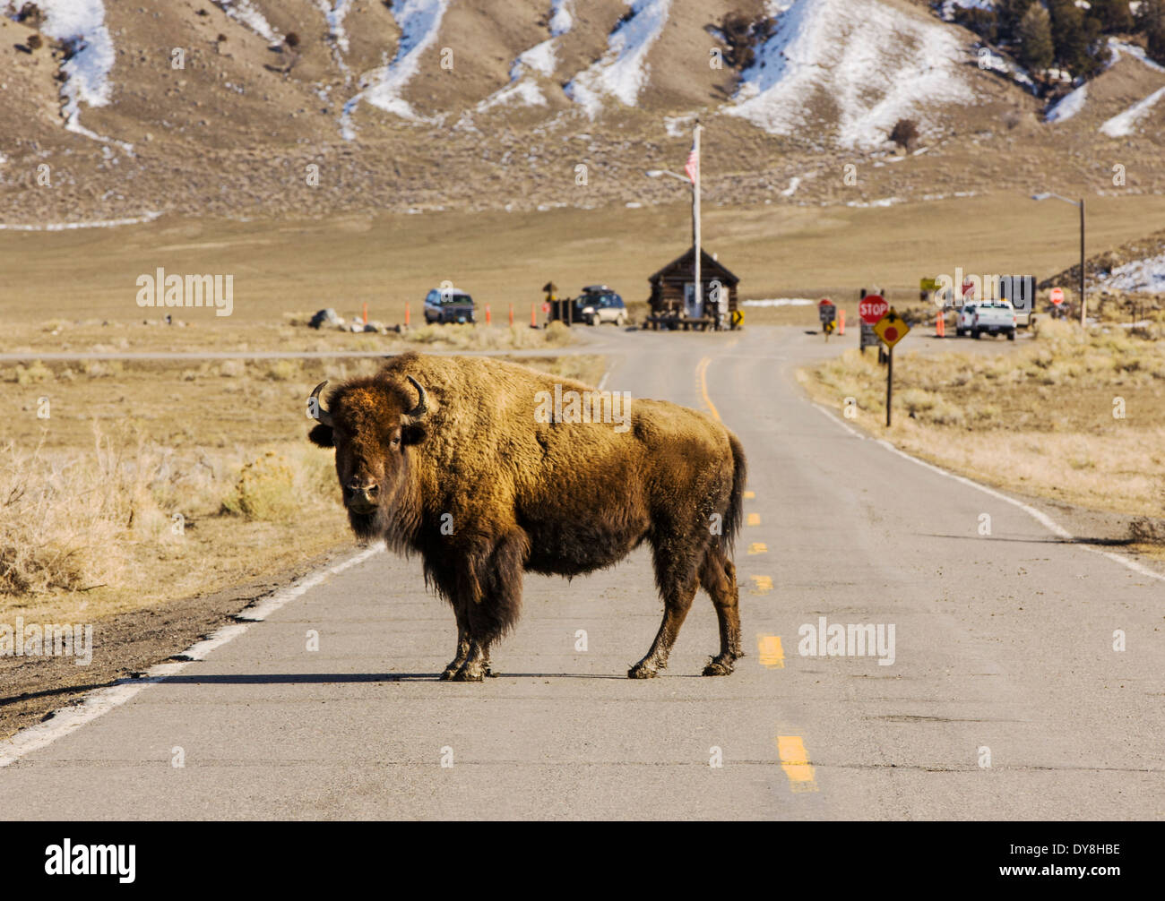 Bisonti americani, bufalo americano, attraversando la strada, il Parco Nazionale di Yellowstone, vicino Gardiner, STATI UNITI D'AMERICA Foto Stock