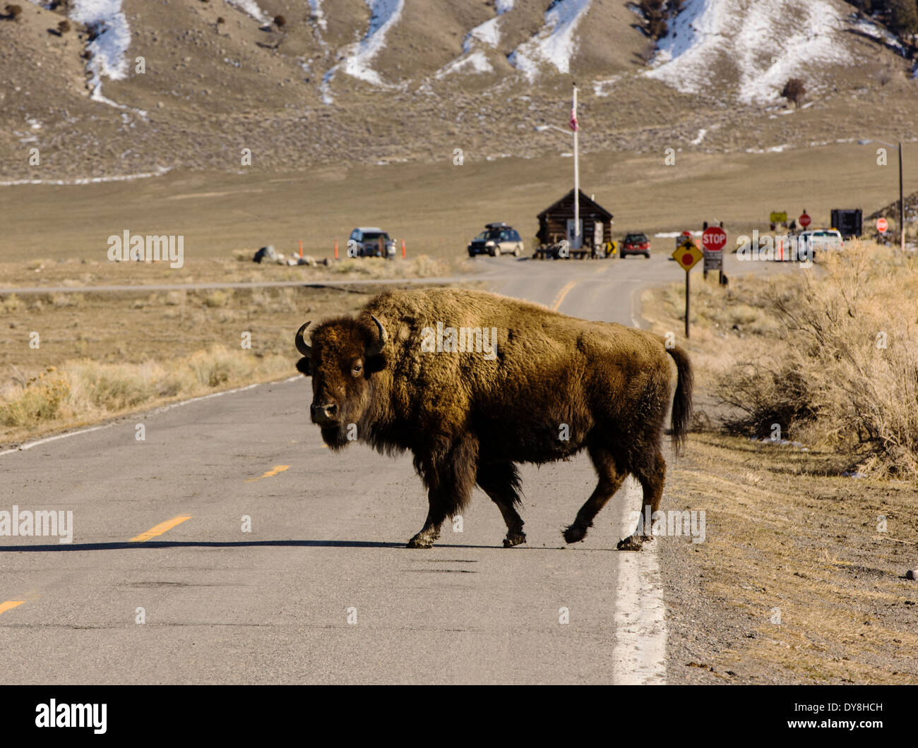 Bisonti americani, bufalo americano, attraversando la strada, il Parco Nazionale di Yellowstone, vicino Gardiner, STATI UNITI D'AMERICA Foto Stock Bisonti americani, bufalo americano, attraversando la strada, il Parco Nazionale di Yellowstone, vicino Gardiner, STATI UNITI D'AMERICA Foto Stock
