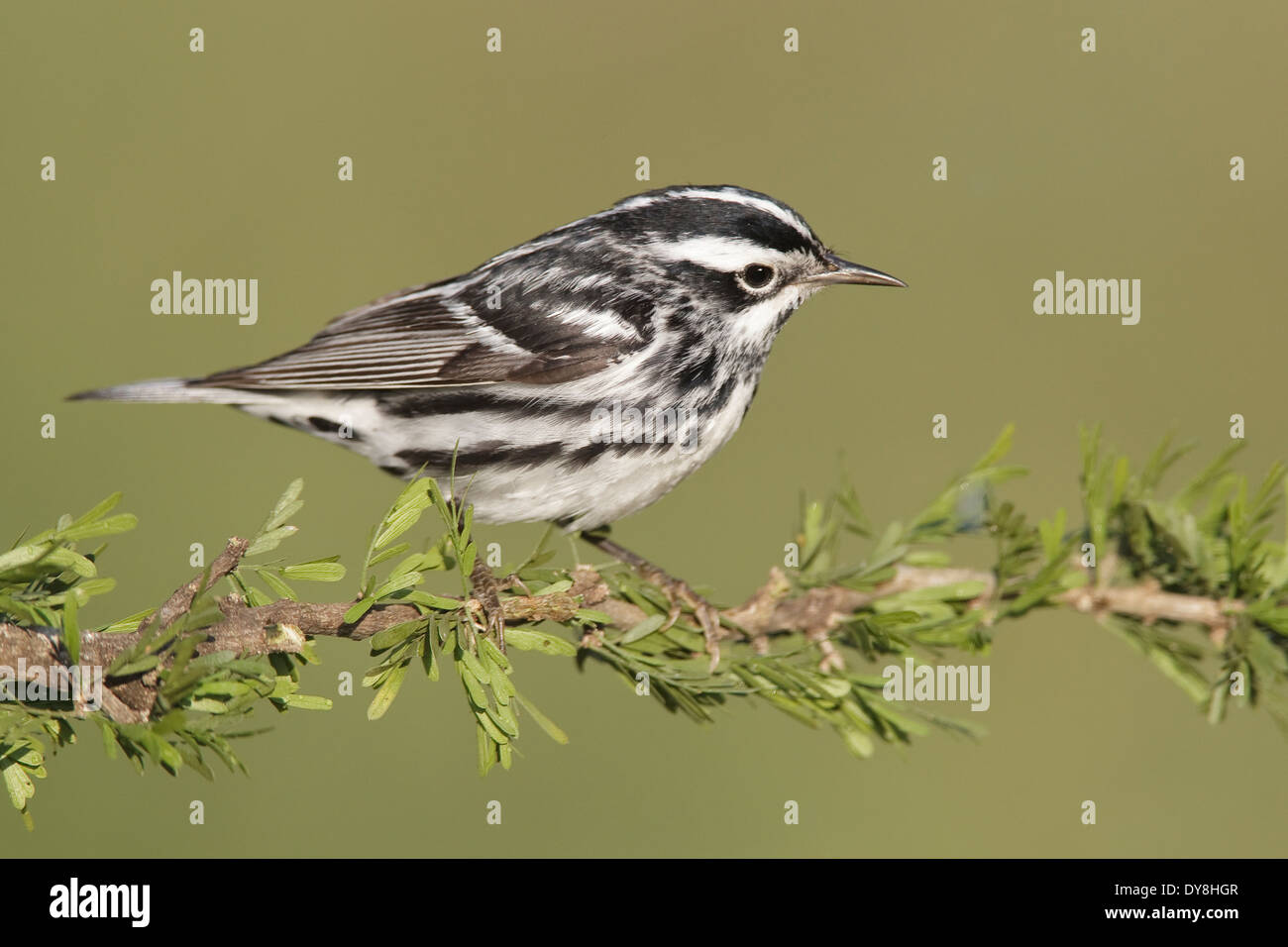 Bianco e Nero trillo - Mniotilta varia - adulti maschi riproduttori Foto Stock