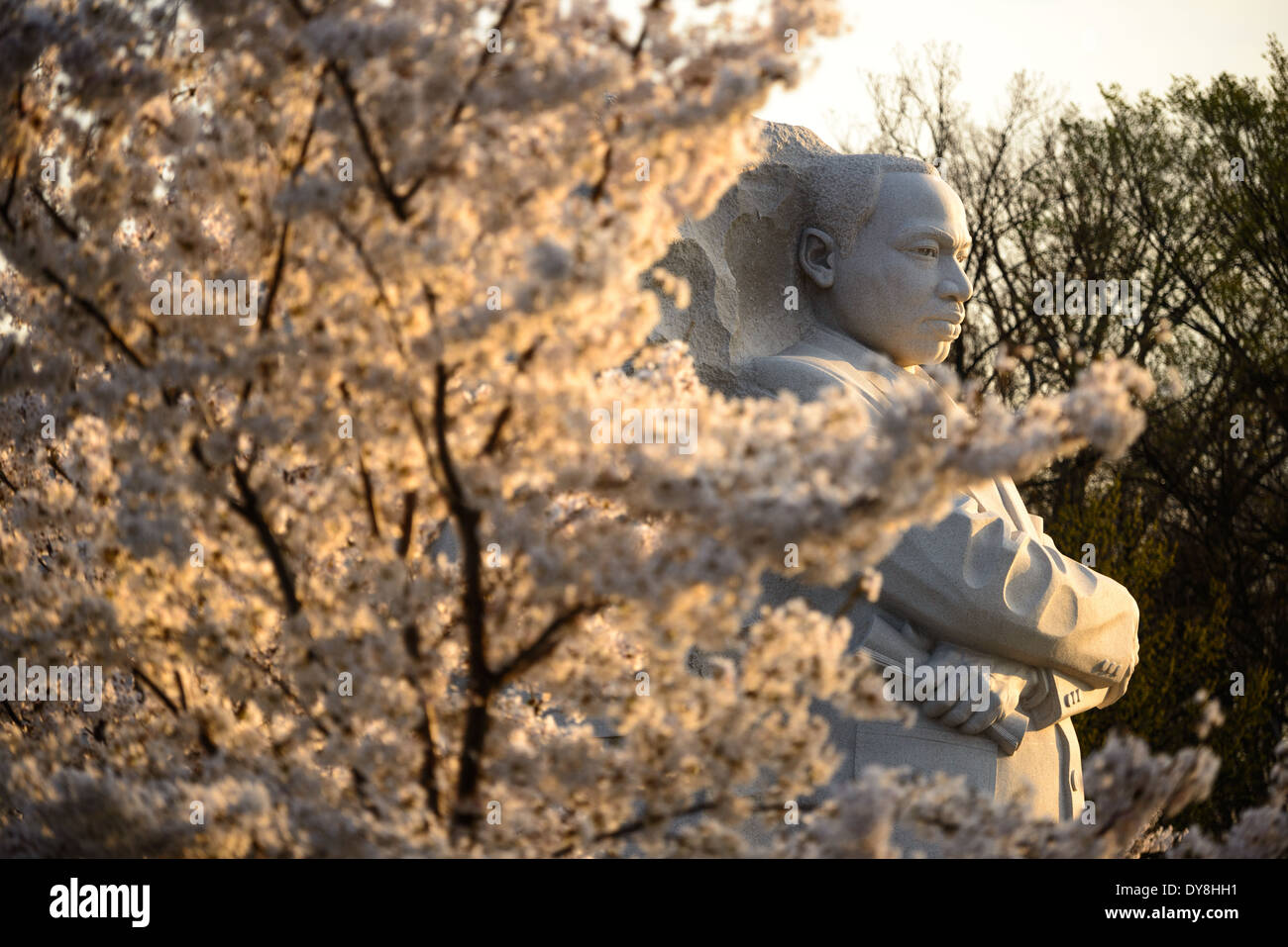 WASHINGTON DC, Stati Uniti d'America - La mattina presto sun acquisisce la fioritura dei ciliegi in fiore accanto alla statua di Martin Luther King Jr Memorial sul bacino di marea a Washington DC. Foto Stock