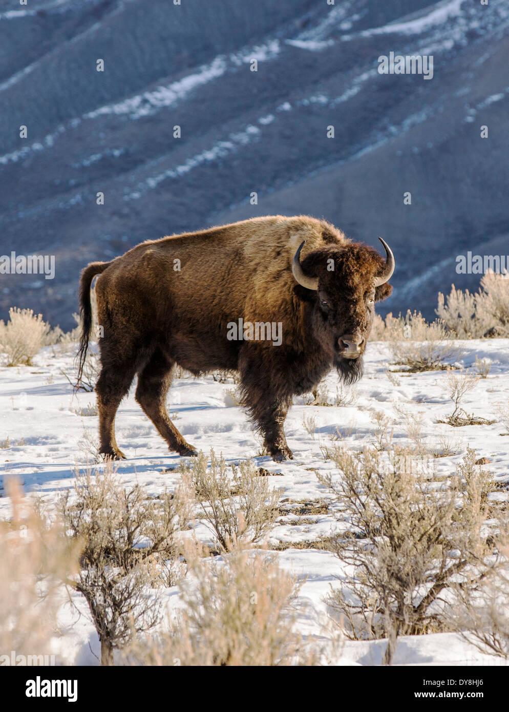 Bisonti americani, bufalo americano, il Parco Nazionale di Yellowstone, Wyoming USA Foto Stock