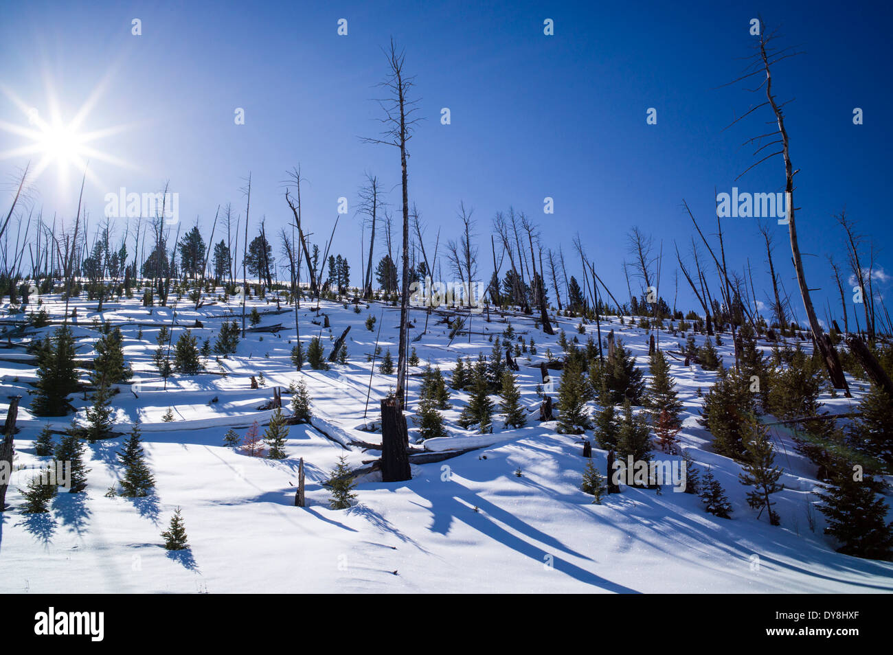 Abete di Douglas, forest fire masterizza, 1988, LAGO PERDUTO & Blacktail Plateau, il Parco Nazionale di Yellowstone, Wyoming USA Foto Stock
