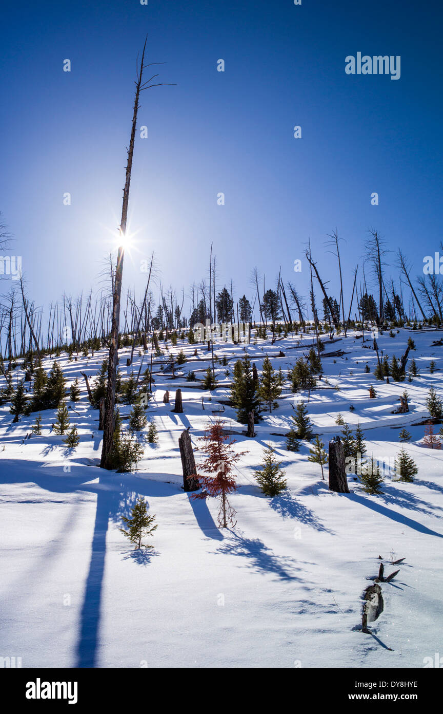 Abete di Douglas, forest fire masterizza, 1988, LAGO PERDUTO & Blacktail Plateau, il Parco Nazionale di Yellowstone, Wyoming USA Foto Stock