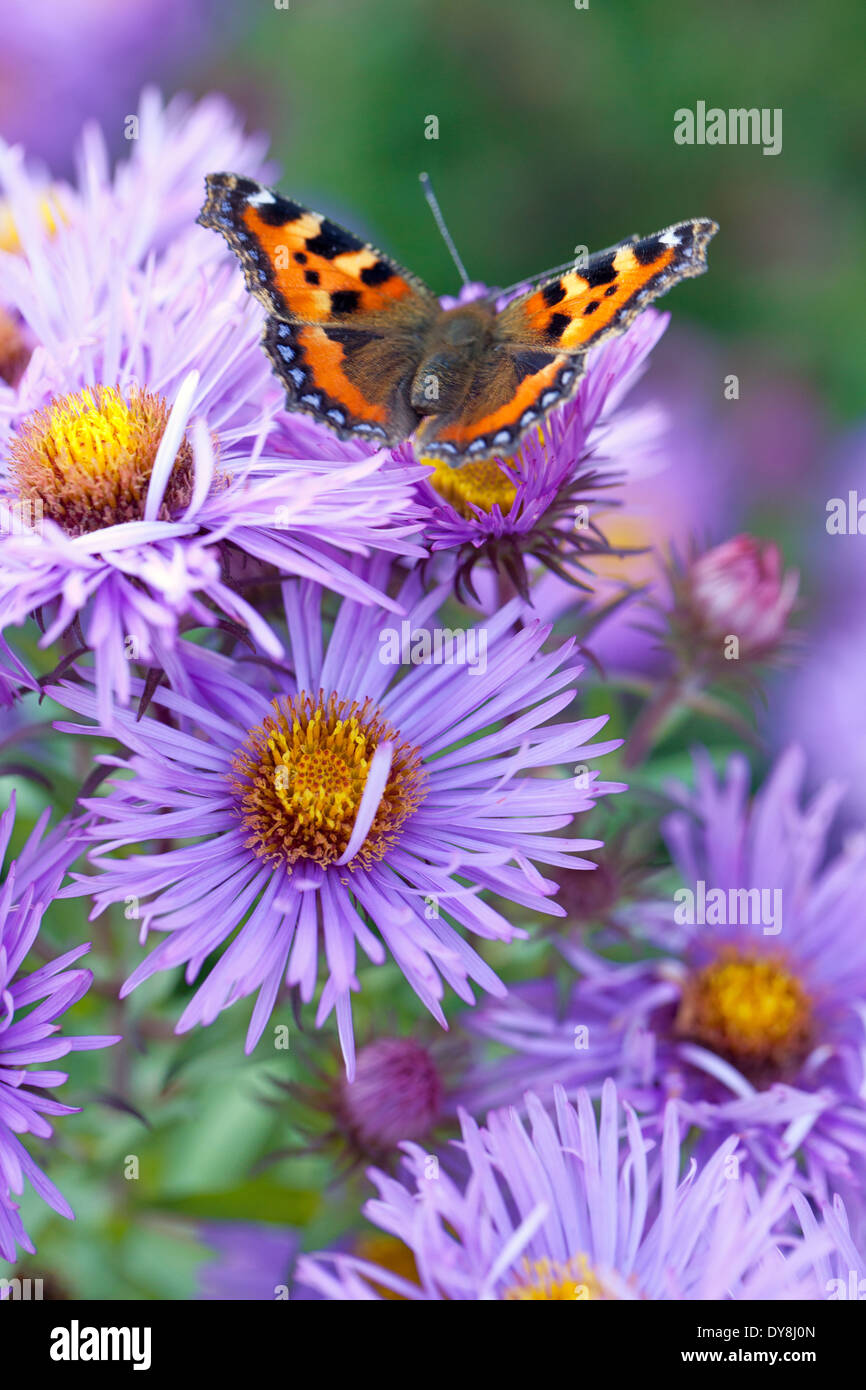 Piccola Tartaruga farfalla sulla Aster novae-angliae 'Mrs S. T. Wright'. Starwort; Frost fiore. Perenni, Settembre. Foto Stock