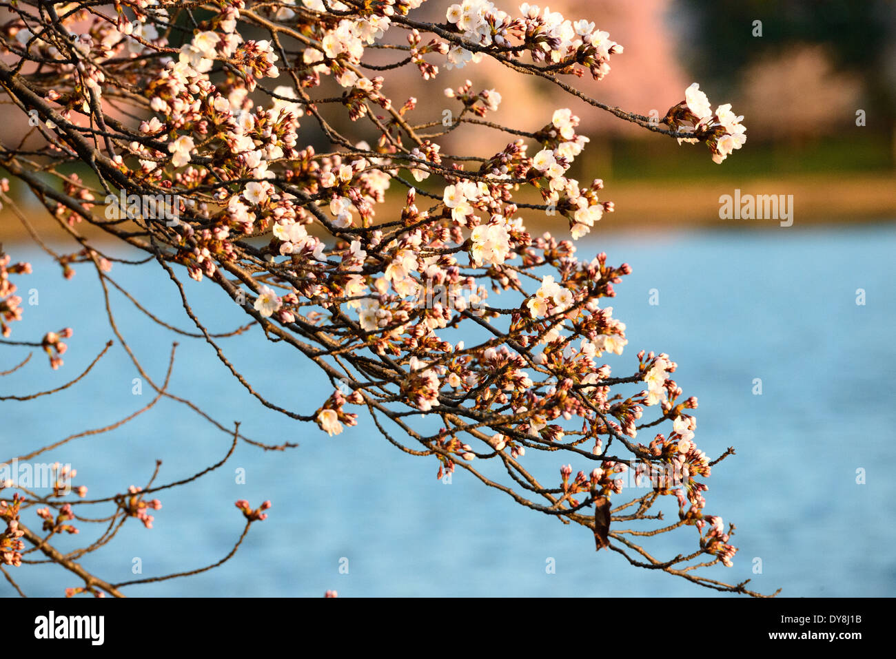 WASHINGTON DC - la luce del mattino presto illumina i fiori di ciliegio in fiore sul bacino delle maree. Gli alberi in fiore, un dono del Giappone nel 1912, sono al centro dell'annuale National Cherry Blossom Festival ogni primavera. Foto Stock
