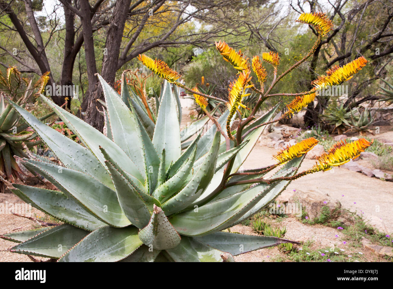 Stati Uniti d'America, Arizona, Tucson, Tucson Giardini Botanici, cactus e succulente giardino, montagna aloe (Aloe marlothii). Foto Stock