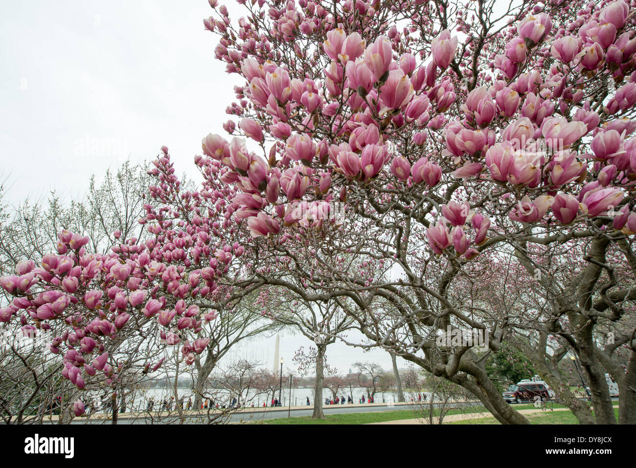 WASHINGTON DC - le magnolie del piattino fioriscono all'inizio della primavera al George Mason Memorial, con il Washington Monument visibile sullo sfondo. Il giardino commemorativo, dedicato al padre fondatore George Mason, presenta alberi fioriti che forniscono una delle prime esposizioni floreali della città, in genere fiorite prima della stagione di picco dei ciliegi. Foto Stock
