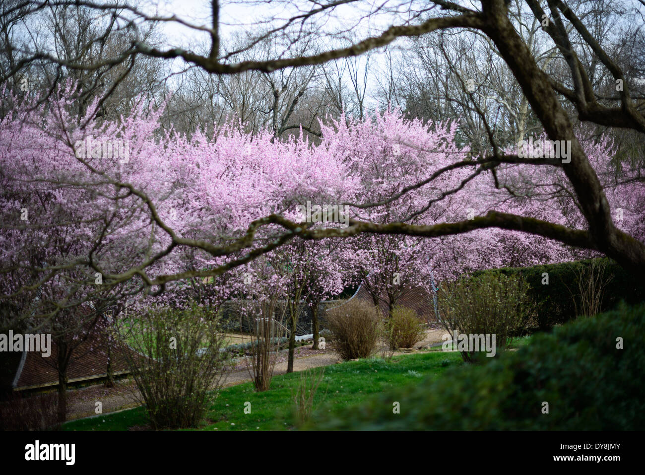 WASHINGTON DC, Stati Uniti: I Dumbarton Oaks Gardens, una tenuta storica nel quartiere di Georgetown, presentano splendidi giardini paesaggistici e architettura storica. Progettati dal famoso architetto paesaggista Beatrix Farrand, questi giardini presentano una varietà di aree a tema, tra cui terrazze, frutteti e giardini formali. Dumbarton Oaks è un notevole esempio di progettazione di giardini americani dell'inizio del XX secolo. Foto Stock