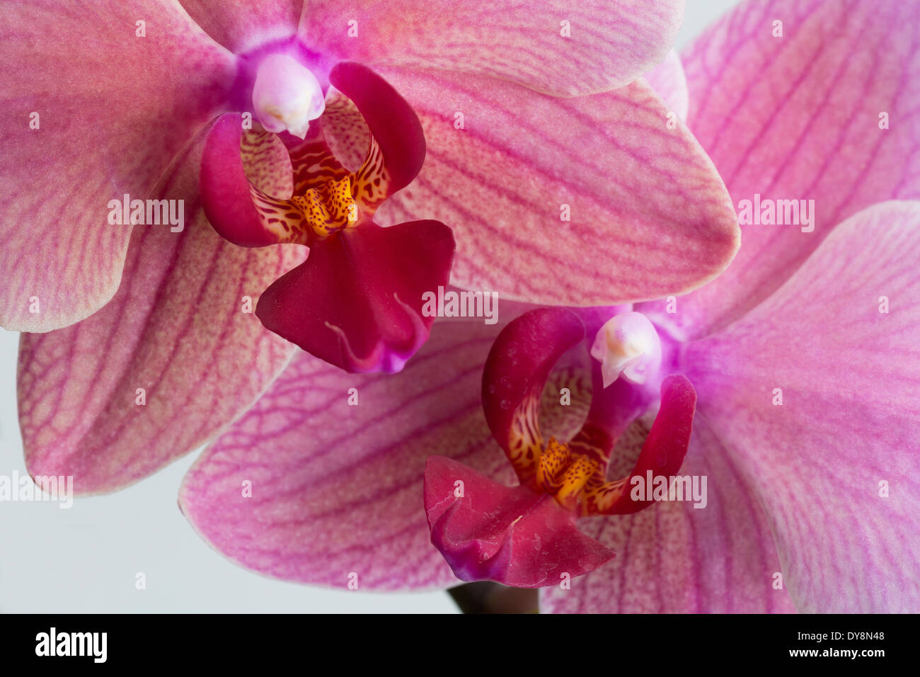 Extreme close up di due orchidee rosa con sfondo bianco Foto Stock