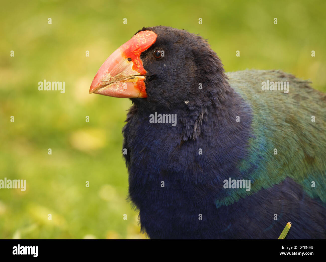 Un ritratto di una permanente Takahe coraggiosamente. Foto Stock