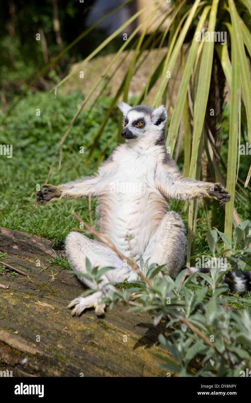 Lemur seduti al sole a prendere il sole strepsirrhine primati endemici Foto Stock