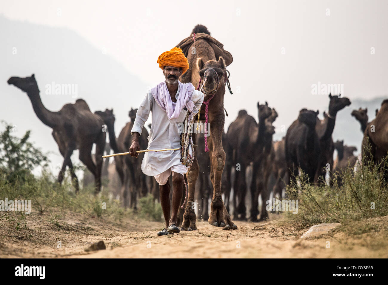 Pushkar Camel Mela, Pushkar, Rajasthan, India Foto Stock