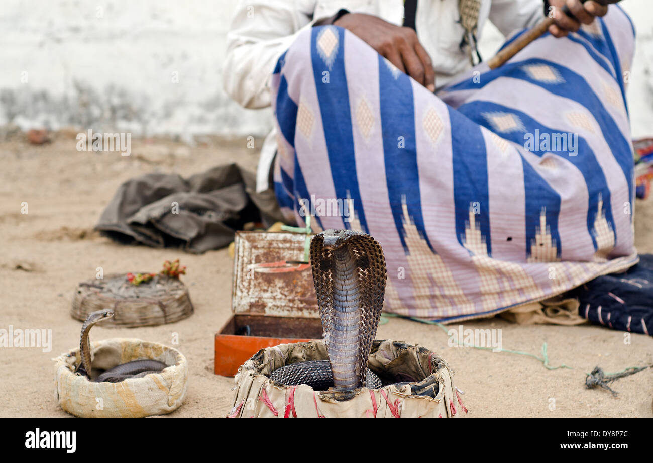 Il serpente incantatore con il suo cobra ,Kutch ,India Foto Stock