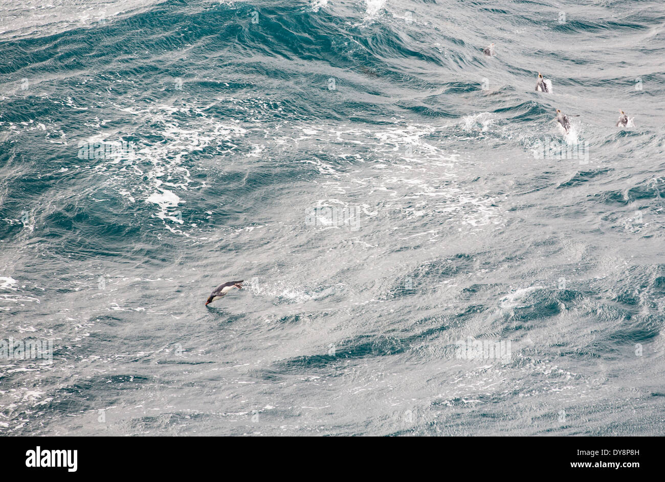 Maccheroni Pinguini, Eudyptes chrysolophus, porpoising n il mare al largo della Georgia del Sud, Oceano Meridionale. Foto Stock
