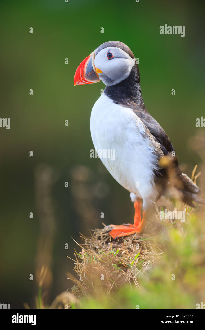 Atlantic Puffin sulle scogliere di Dyrholaey, Islanda Foto Stock