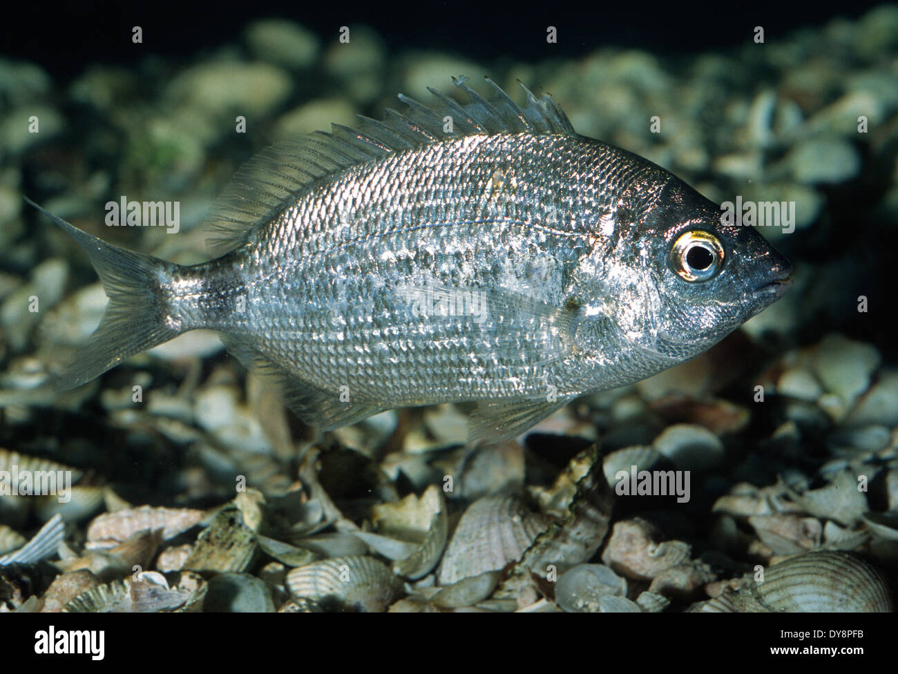 Dentice anulare Diplodus annularis, saraghi, Italia, mare mediterraneo Foto Stock