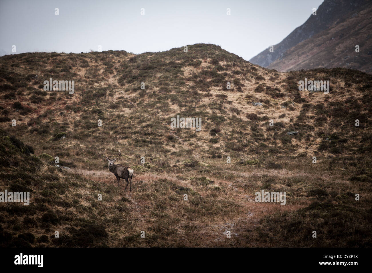 Un cervo nelle highlands scozzesi Foto Stock