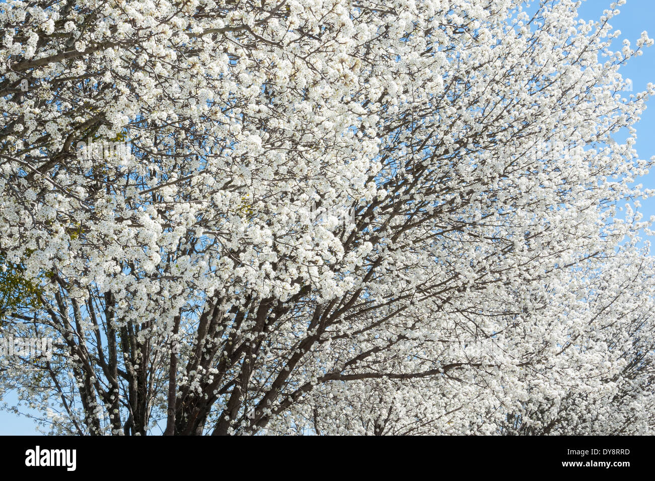 Bianco brillante fioriture primaverili in Snellville (Metro Atlanta, Georgia. Foto Stock