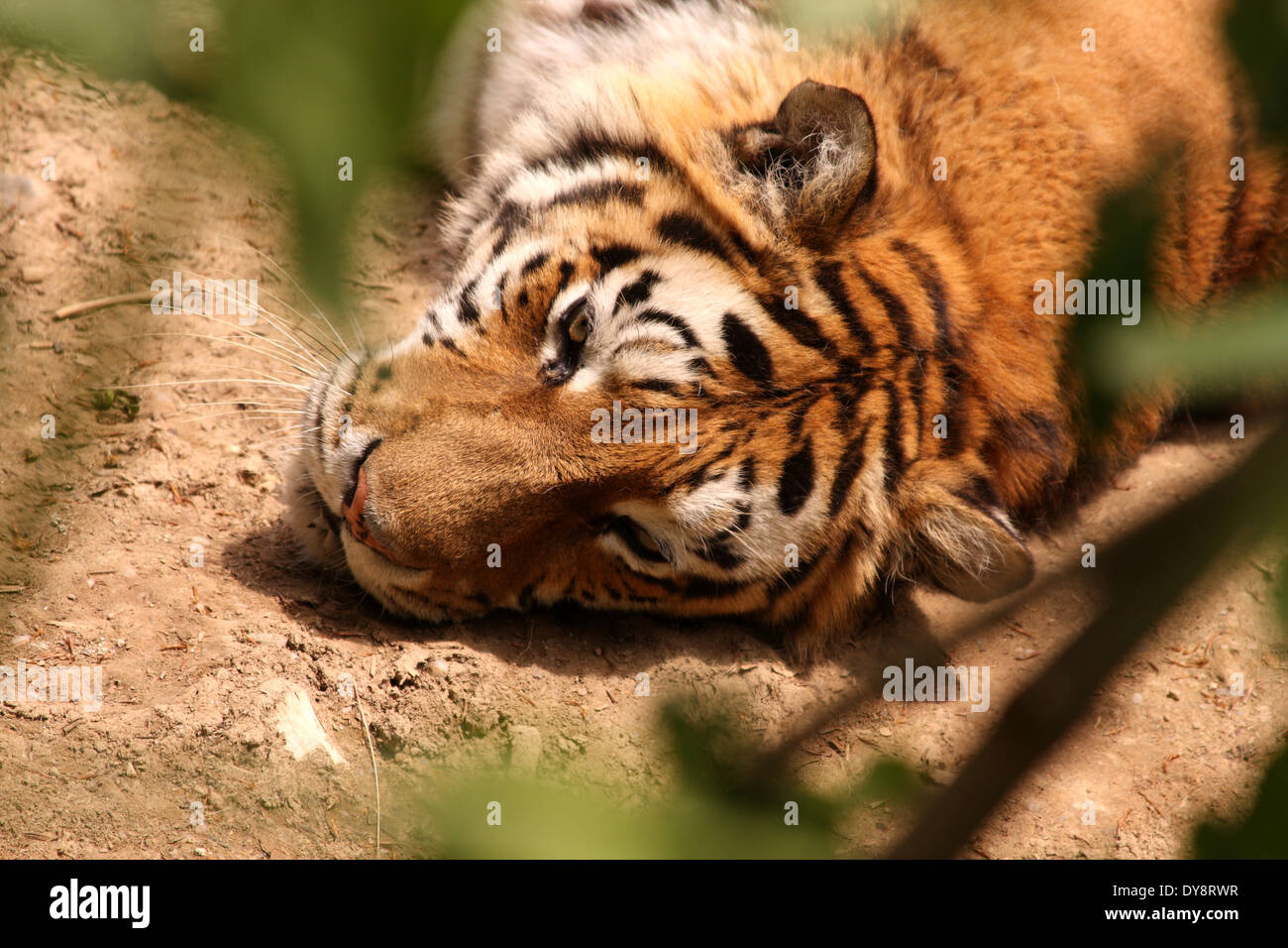 Splendida tigre nella selvatica Foto Stock