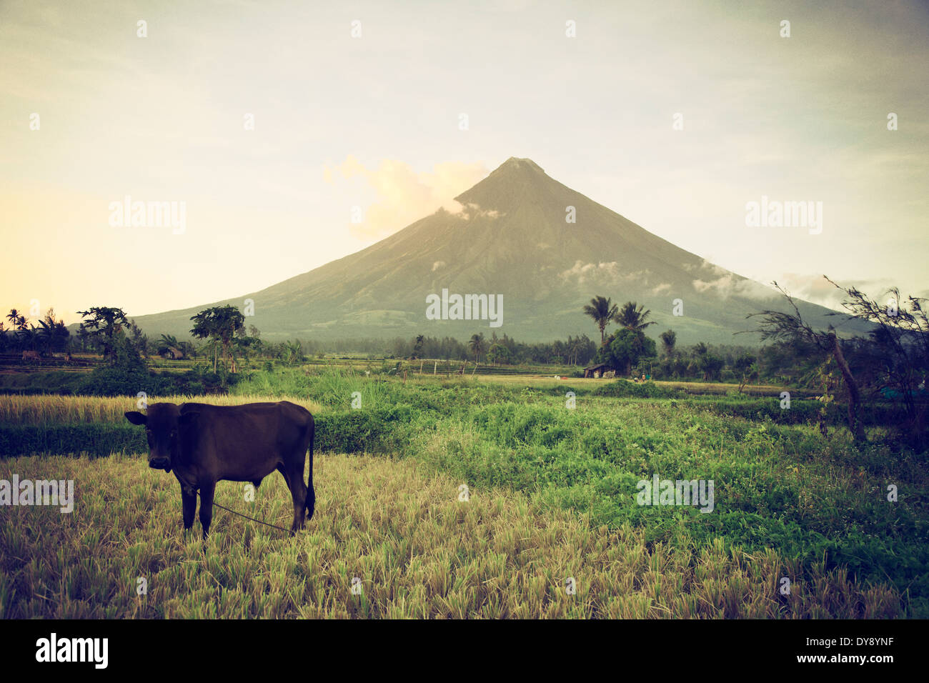 Filippine, Souteastern Luzon, Bicol, Vulcano Mayon Foto Stock