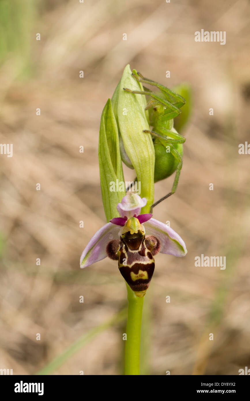 Woodcock orchid fiore di essere esplorato da un ragno Sparassidea (Micrommata virescens femmina), Montseny, Spagna Foto Stock