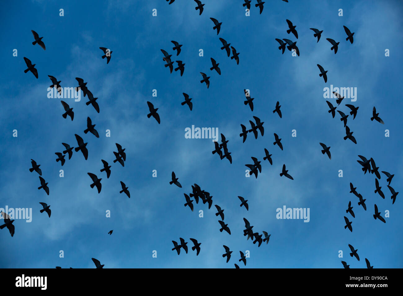 Stormo di colombe (Columbidi) battenti nella parte anteriore del cielo nuvoloso, vista dal basso Foto Stock