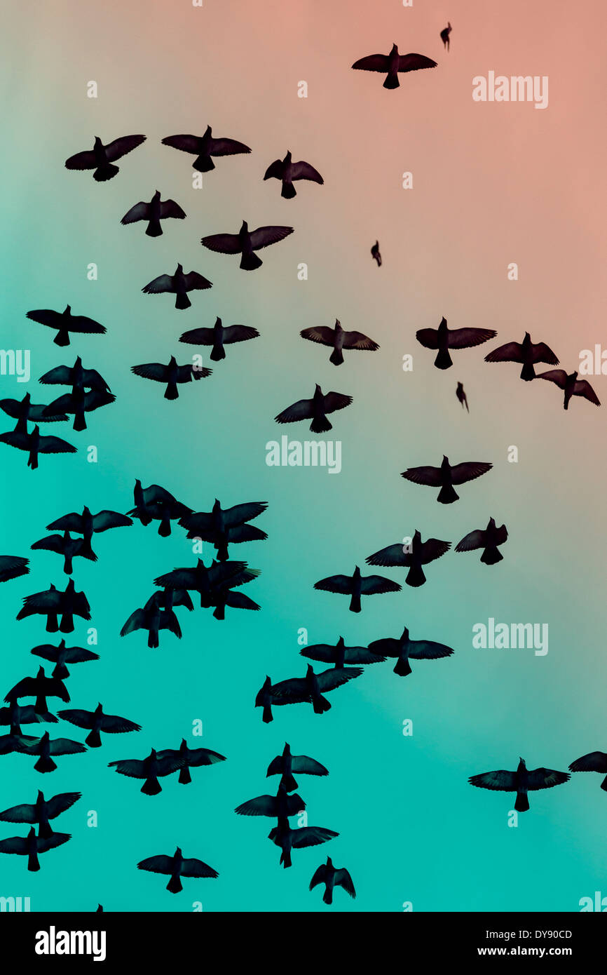 Stormo di colombe (Columbidi) battenti nella parte anteriore del cielo Foto Stock