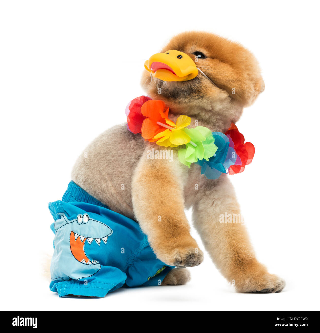 Battute di cane di Pomerania indossa pantaloni corti, Hawaiian lei e il becco contro uno sfondo bianco Foto Stock