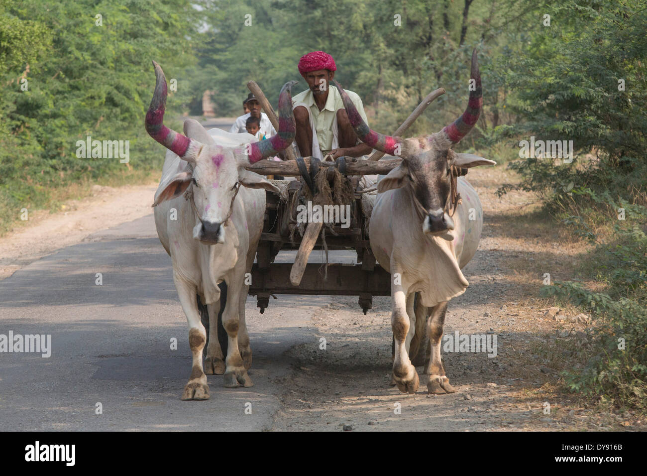 Agricoltura, India, Asia, India, agricoltura, carrelli, buoi, vacche Foto Stock
