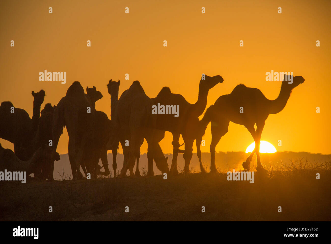 Pushkar Mela mercato di cammelli cammelli dromedari Pushkar Rajasthan India Asia India animali mercato Tramonto Tramonto, Foto Stock