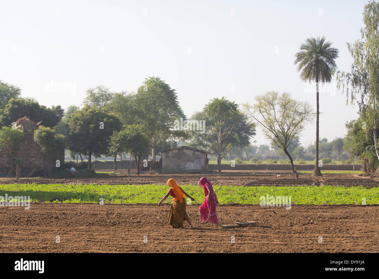 Le donne, campo, India, Asia, India, donna donne, l'agricoltura, rastrello, lavoro, lavoro, Harrow, Rajasthan, Foto Stock