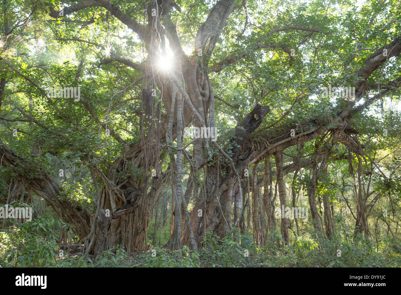 Banyan Tree,,, Ranthambore National Park, Asia, India, albero, alberi, Rajasthan, Foto Stock