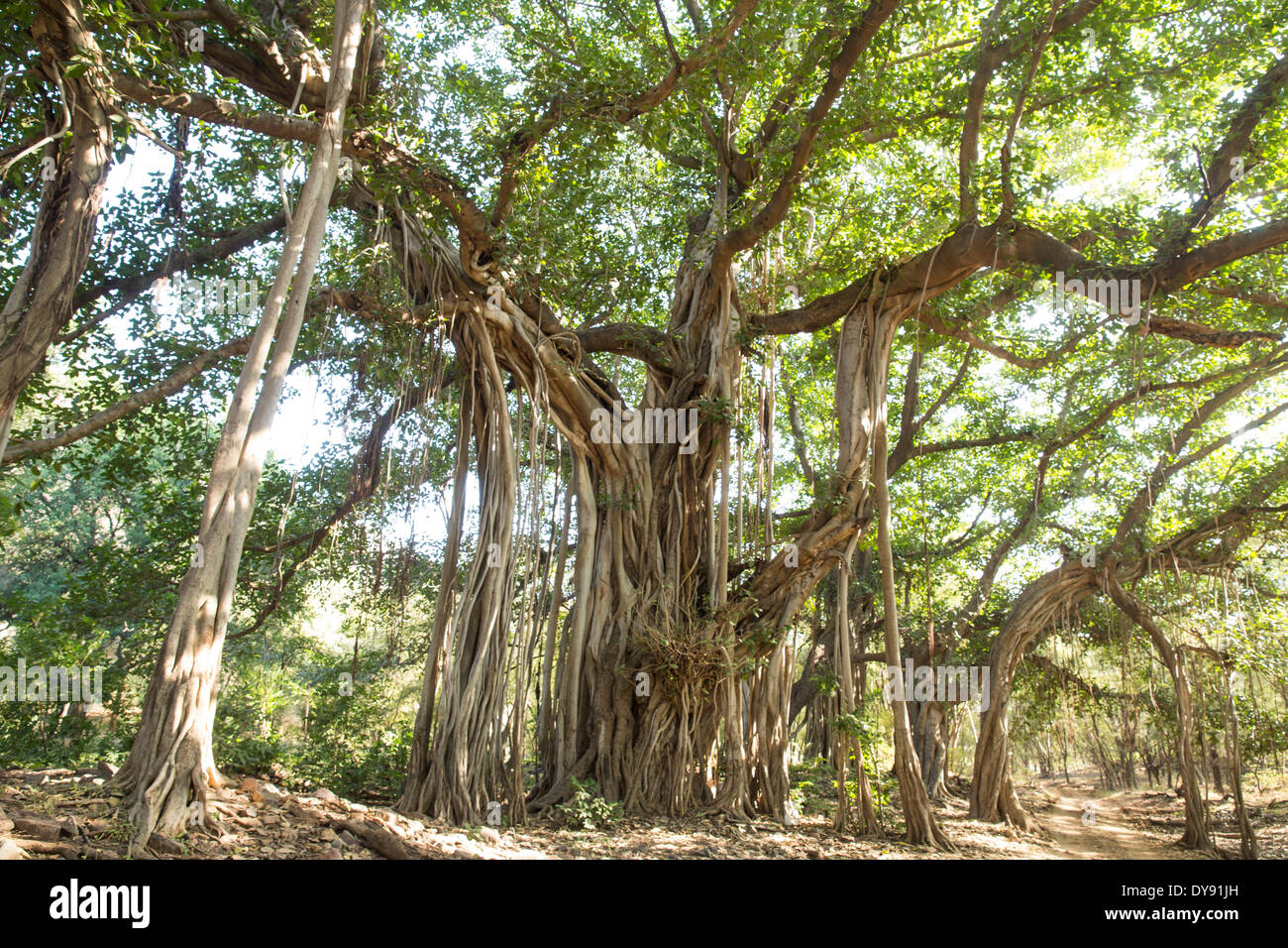 Banyan Tree,,, Ranthambore National Park, Asia, India, albero, alberi, Rajasthan, Foto Stock
