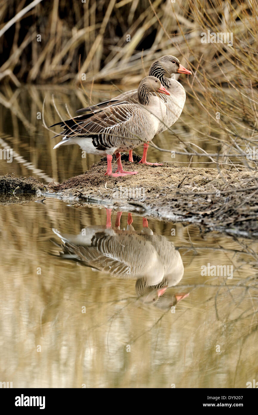 Graylag goose oca selvatica oca oche Acqua acqua di uccelli Uccelli oche selvatiche Anser anser graylag oche uccelli anatids animale animali, Foto Stock