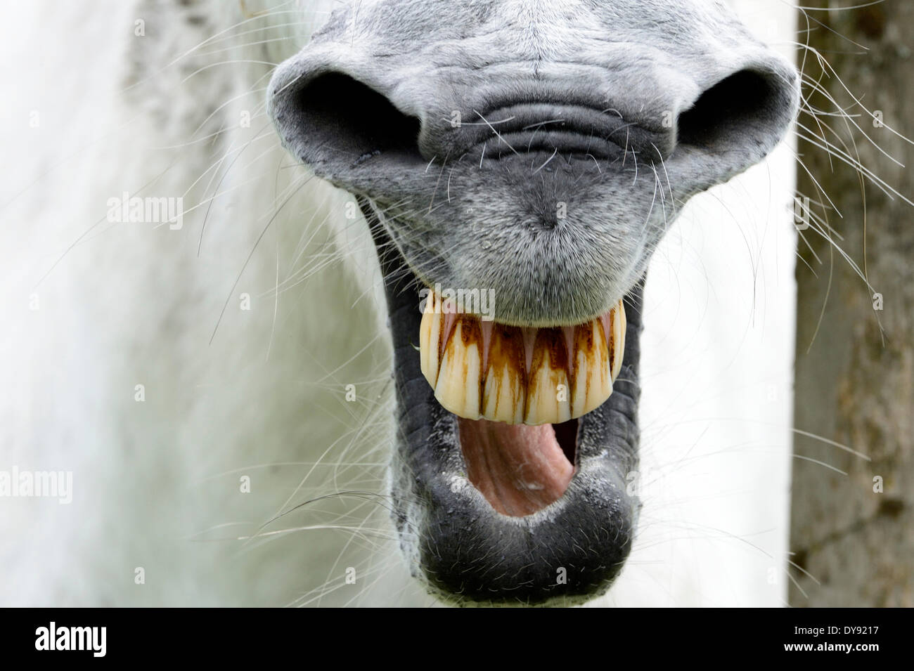 Ridere cavallo, cavallo, White Horse, denti del cavallo, denti, ridere, neigh, ridere, animali animali, Germania, Europa Foto Stock