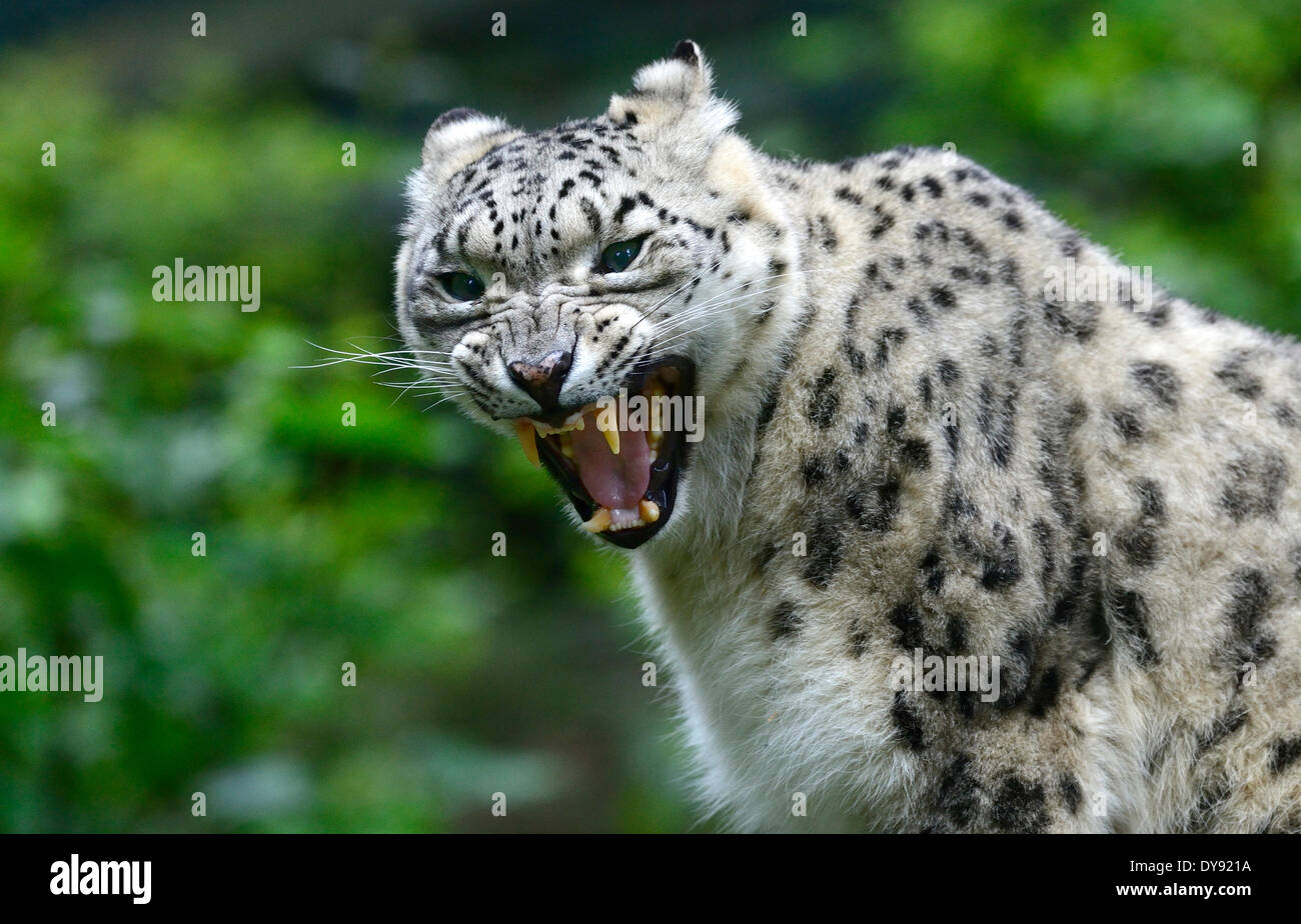 Snow Leopard oncia leopard gatto grande predatore gatto gatti viverrid Irbis Uncia uncia gatti grandi animali animali Germania Europa, Foto Stock
