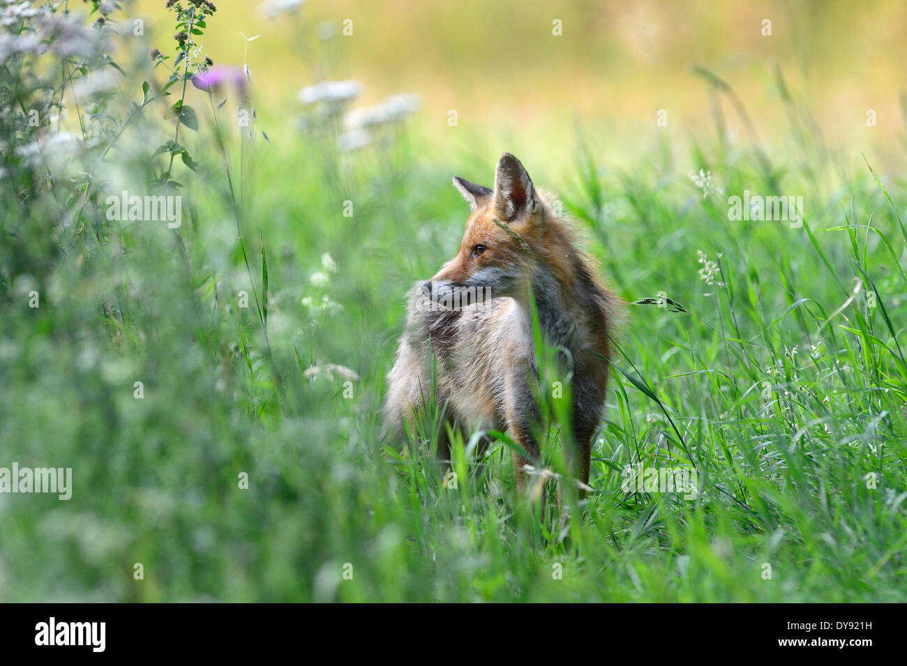 Red Fox, Fox, predator, canidi, astuto, Europeo, fox Vulpes vulpes, volpi, giovani, giovani, animali animali, Germania, Europa Foto Stock