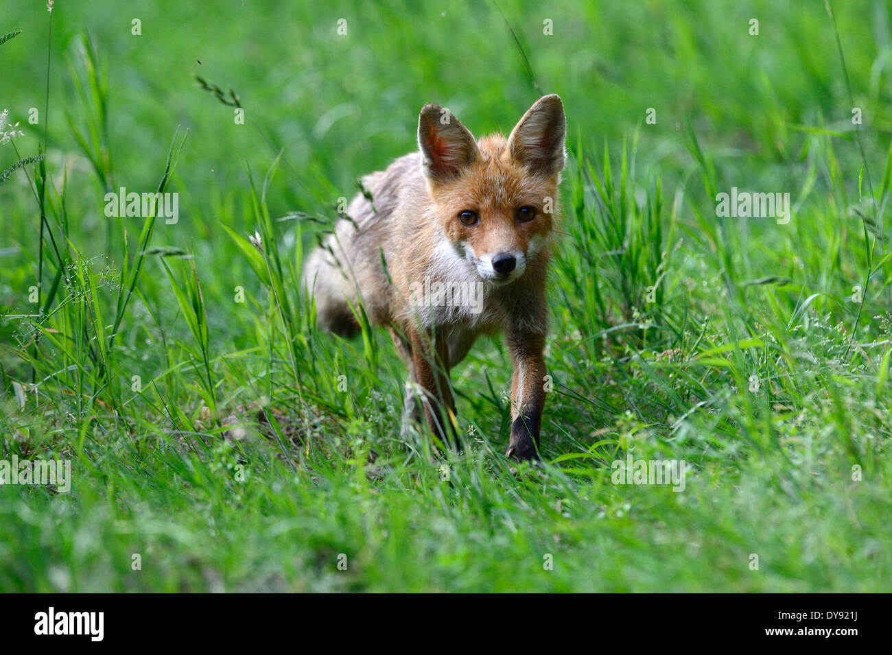 Red Fox, Fox, predator, canidi, astuto, Europeo, fox Vulpes vulpes, volpi, giovani, giovani, animali animali, Germania, Europa Foto Stock