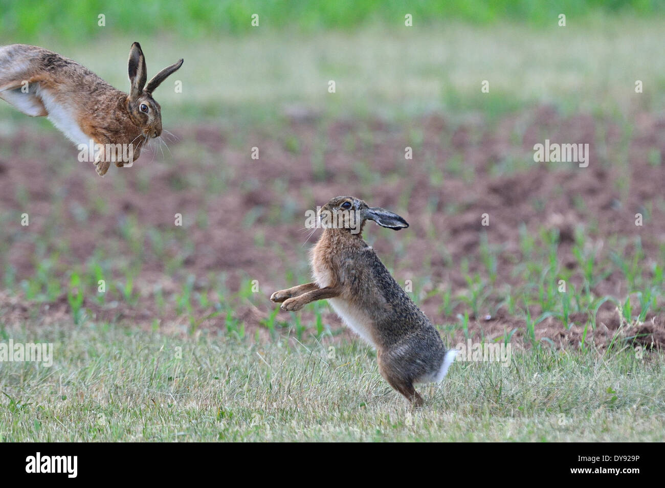 Coniglio lepre Lepus europaeus Pallas marrone coniglietto lepre lepri Conigli possono roditore natura animale selvatico animale del gioco animali in Germania, Foto Stock