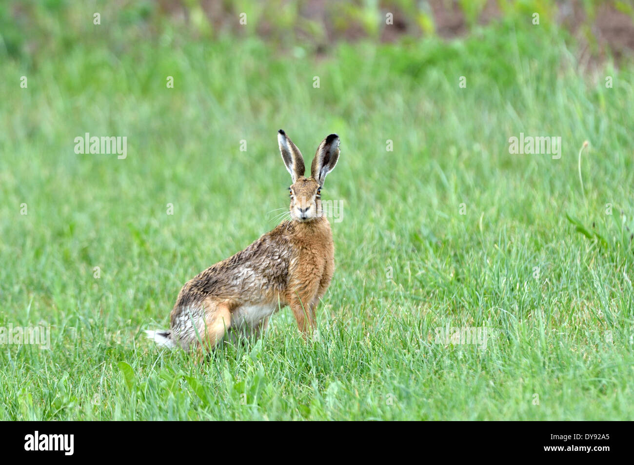 Coniglio lepre Lepus europaeus Pallas brown lepre bunny campo molla lepre roditore natura animale selvatico animale del gioco animali in Germania, Foto Stock