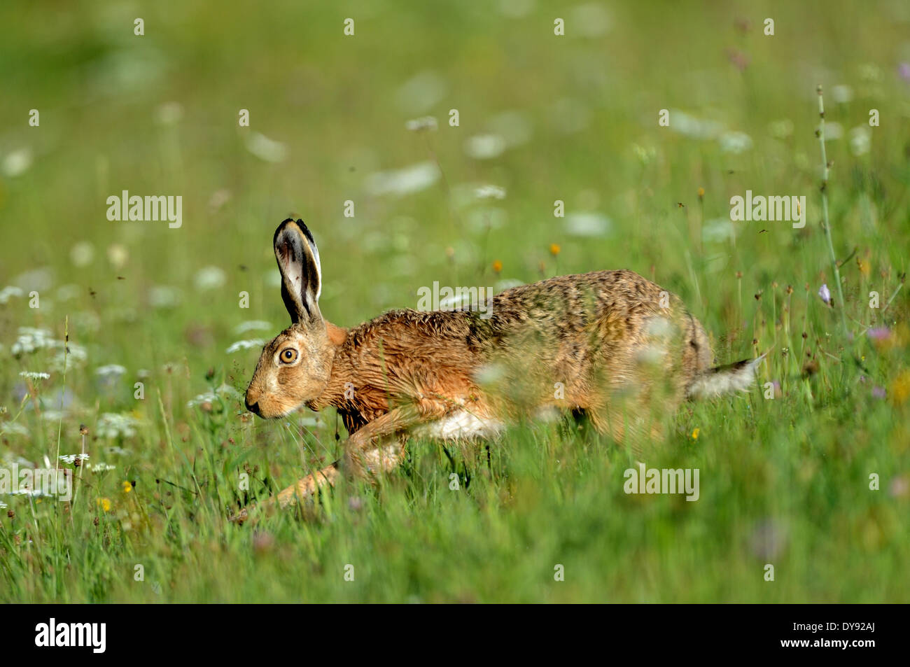Coniglio lepre Lepus europaeus Pallas brown lepre bunny campo fiore lepre prato natura roditori selvatici gioco animale Animali Animali Ger Foto Stock