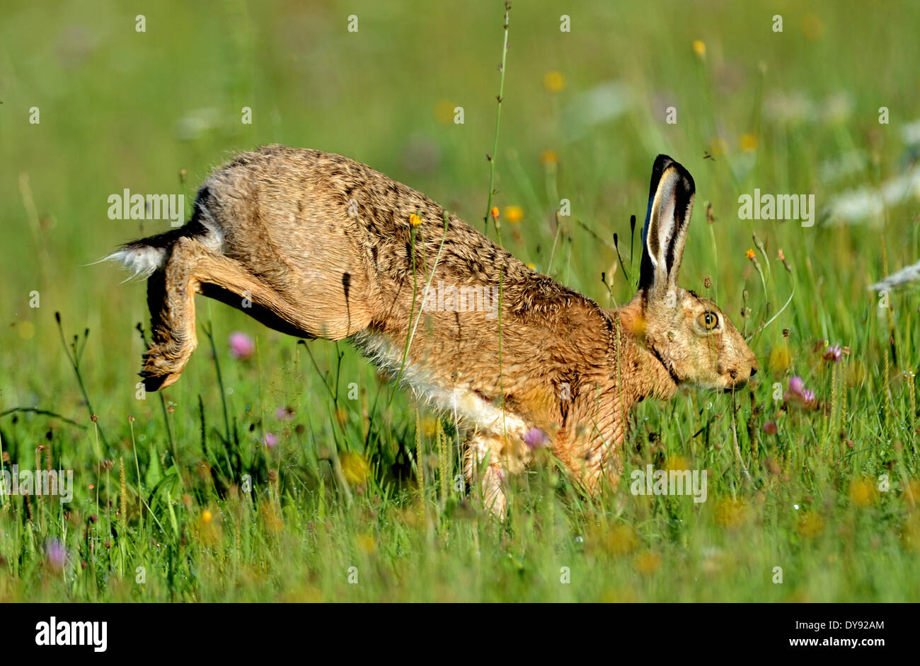 Coniglio lepre Lepus europaeus Pallas brown lepre bunny campo fiore lepre prato natura roditori selvatici gioco animale Animali Animali Ger Foto Stock